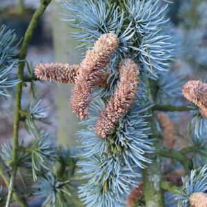 Cedrus atlantica Glauca Group 175-200 cm